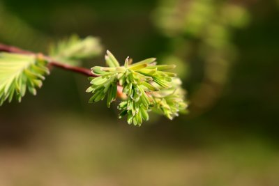 Metasequoia glyptostroboides - metasekvoje čínská - jehlice jaro (95a)